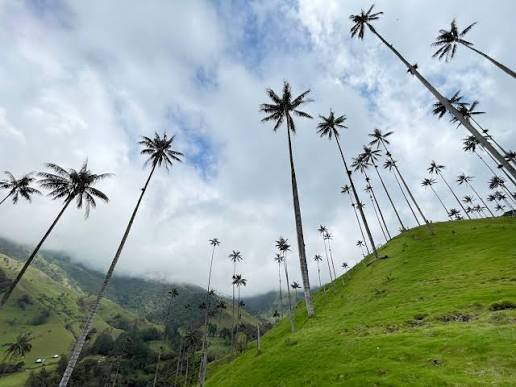 Palmas muy altas vistas desde abajo, con montañas entre la neblina.